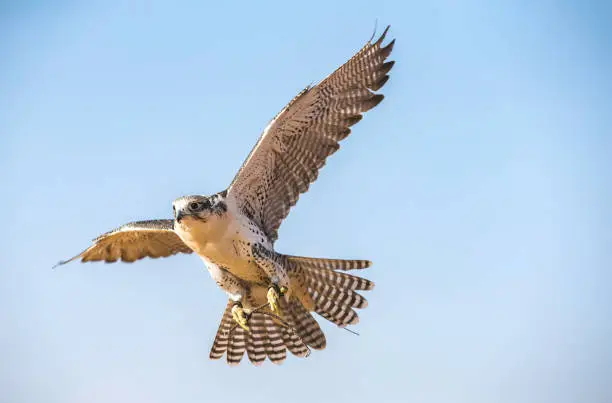 Peregrine Falcon (Falco Peregrinus) in flight against blue sky