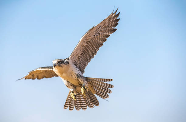 falconer trenuje sokoła peregrine na pustyni w pobliżu dubaju - peregrine falcon zdjęcia i obrazy z banku zdjęć