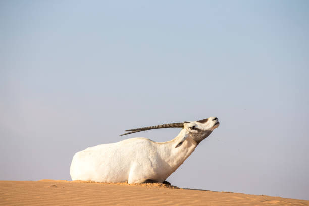 arabian ory in a desert near dubai - oryx gazella leucoryx imagens e fotografias de stock