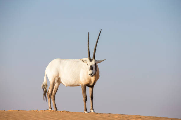 istock arabian ory in a desert near Dubai 1272085552