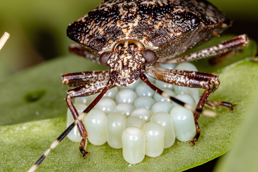 Stink bug of the Genus Antiteuchus protecting eggs with selective focus