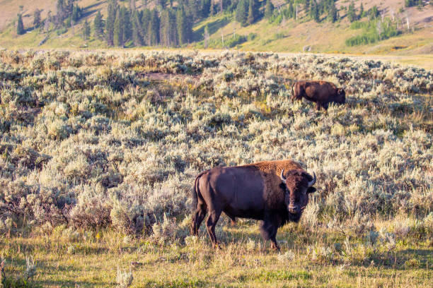 istock Bison feeding in Yellowstone National park 1272085772