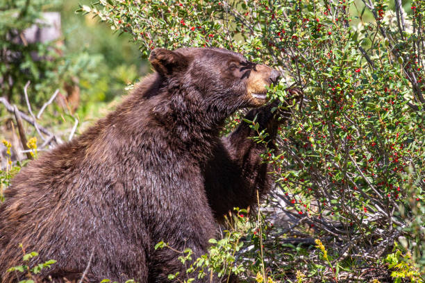 istock Black bear (Ursus americanus) eating wild berries in a Montana forest 1272085777