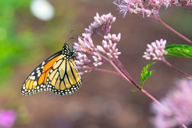 istock Butterfly-pink flower-Howard County Indiana 1272087714