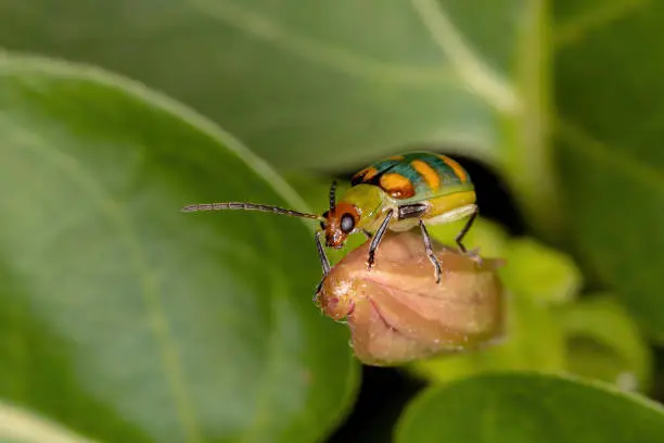 Brazilian Beetle of the species Diabrotica speciosa