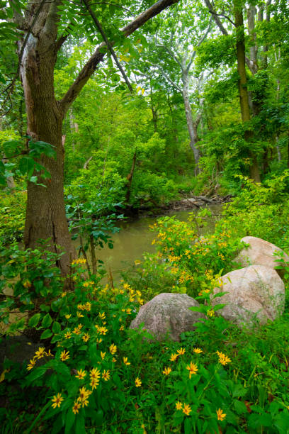 Wild Flowers along a small stream-Howard County Indiana