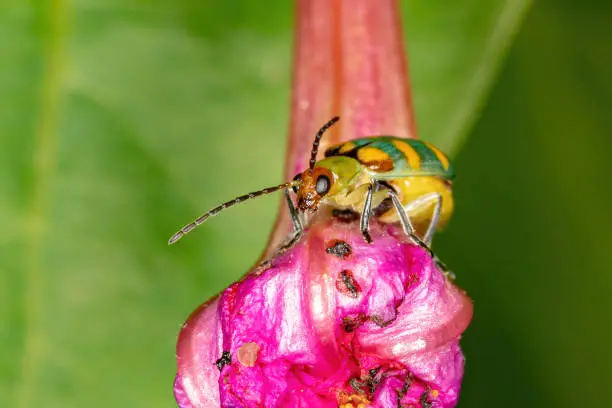 Brazilian Beetle of the species Diabrotica speciosa