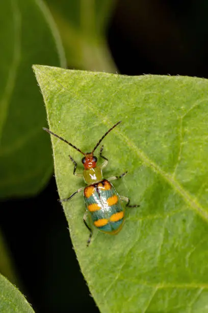 Brazilian Beetle of the species Diabrotica speciosa