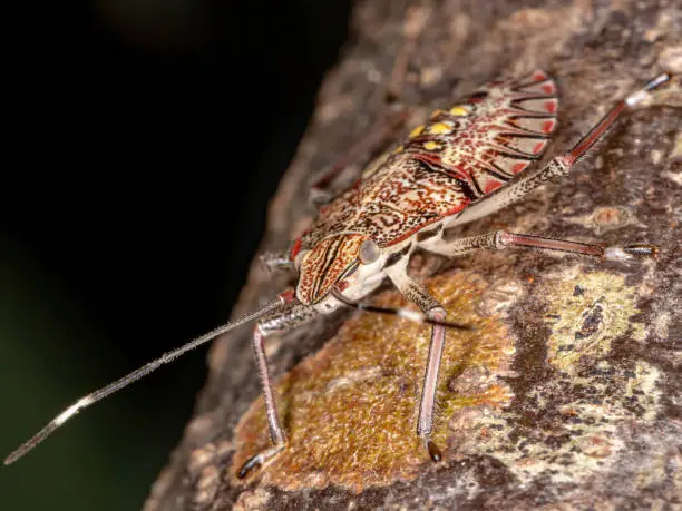 Stink Bug nymph of the Genus Chlorocoris