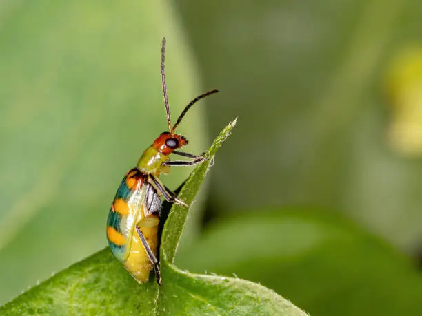 Brazilian Beetle of the species Diabrotica speciosa