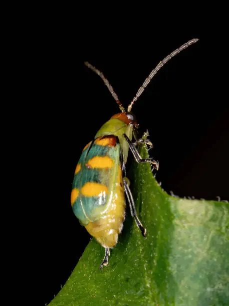 Brazilian Beetle of the species Diabrotica speciosa