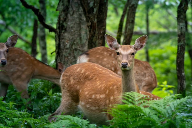 istock Hokkaido Sika Deer 1272089187