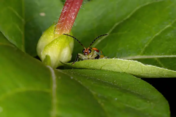 Brazilian Beetle of the species Diabrotica speciosa