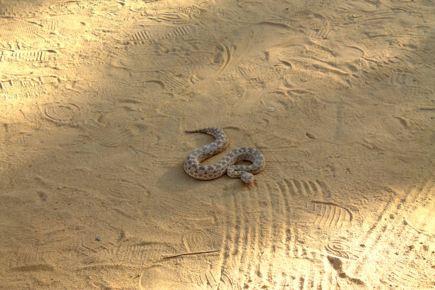 istock aggressive snake crawling along the sandy road, Tunisia 1272090086