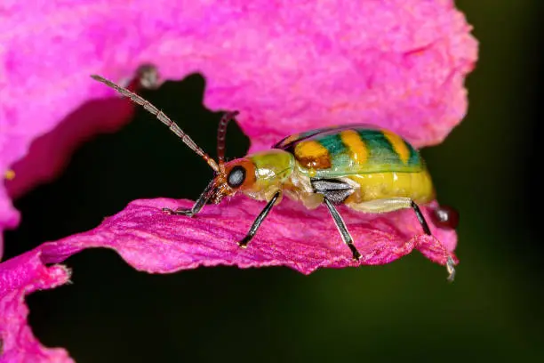 Brazilian Beetle of the species Diabrotica speciosa