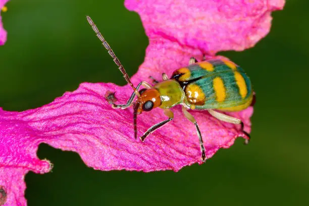 Brazilian Beetle of the species Diabrotica speciosa