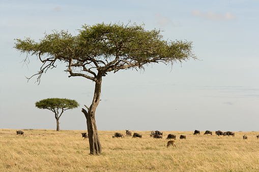 A solitary elephant takes shade under a tree.