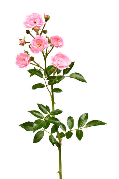 istock Branch of pink rose flower 1272093748