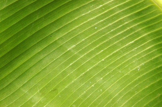 Image background close-up of a banana leaf green full screen