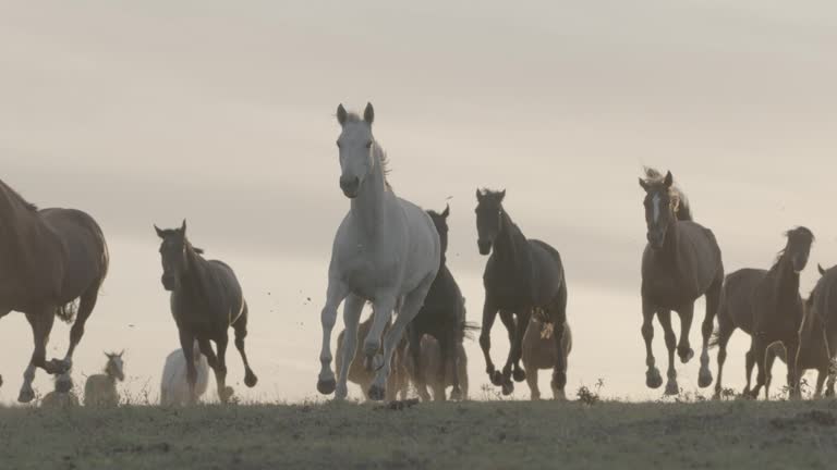 Wild Horses Running on a grass field.Sunset