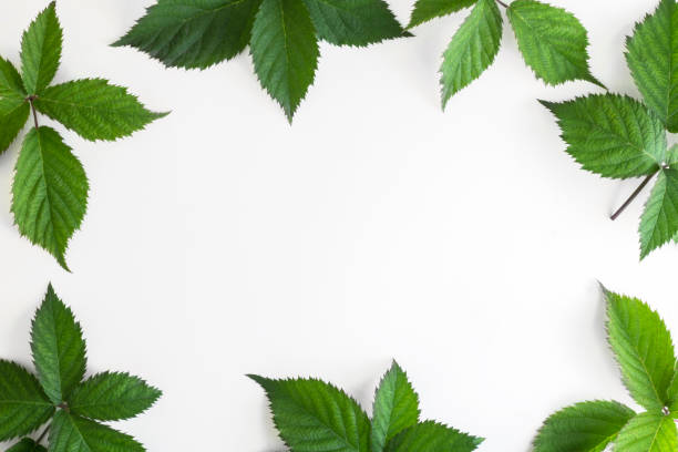 istock Frame made of green leaves on a white background. Top view, copy space, flat lay 1272096064