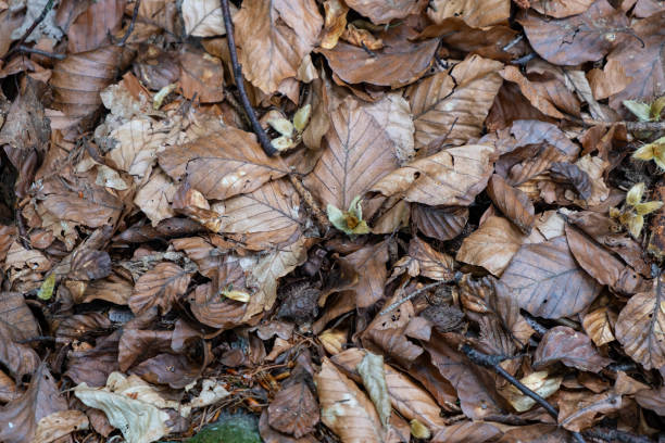 istock fallen dry leaves of trees in the park continue to perform their function 1272097218