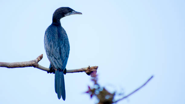 istock Little Cormorant Phalacrocorax niger bird on a tree 1272098288