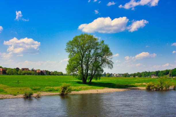 view from the elbe river to the elbauen in dresden