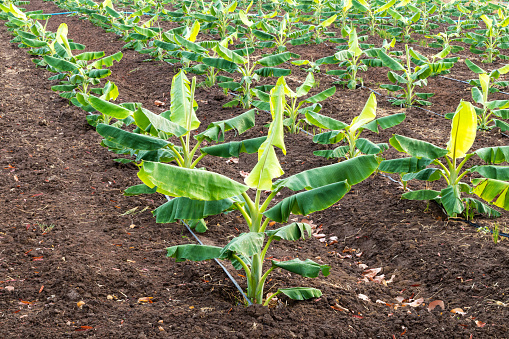 Planting a banana plantation grows on an area of deep, humid, organic water with a piped water system.