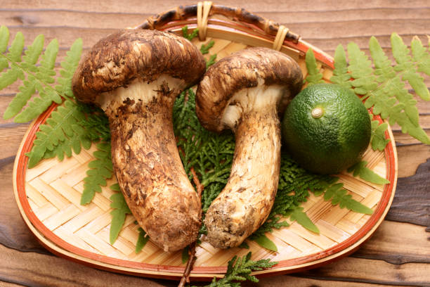 Matsutake Matsutake matsutake mushroom stock pictures, royalty-free photos & images