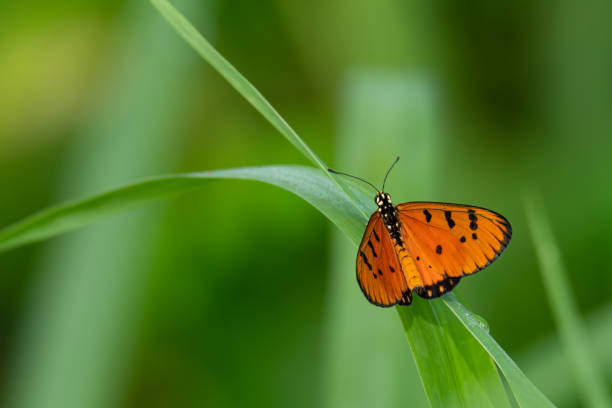 istock Tawny Coster butterfly isolated perching on grass leaf 1272103797