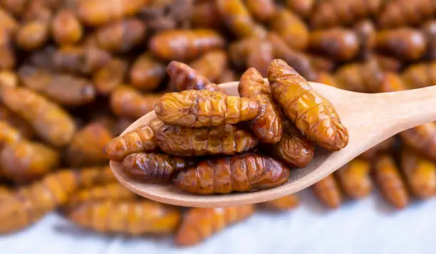 Photo of Worm insects or Chrysalis Silkworm in a wooden spoon. The concept of protein food sources from insects. It is a good source of protein, vitamin, and fiber.