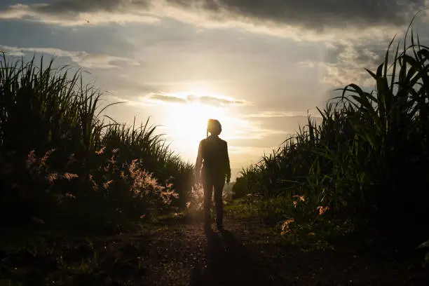 Photo of Farmer woman silhouette standing in the sugar cane plantation in the background sunset evening