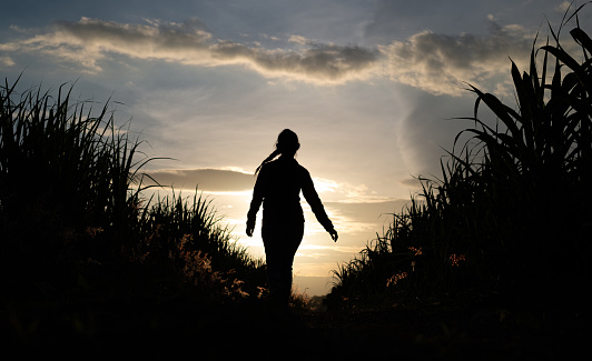 Woman silhouette standing in the sugar cane plantation in the background sunset evening