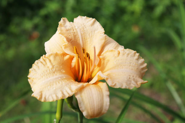 istock Daylily bright scarlet with yellow and orange 1272105145