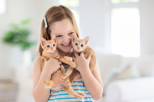 Child holding baby cat. Kids and pets. Little girl hugging cute little kitten at home. Domestic animal in family with kids. Children with pet animals.