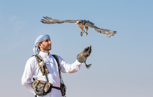 Dubai, United Arab Emirates, 18th November 2016: falconer with his falcon in a deser