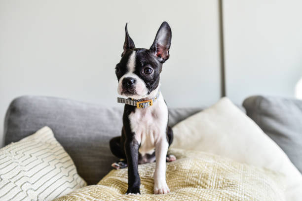 istock Boston Terrier Puppy with Big Ears Indoors on Couch 1272107286