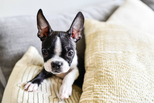 boston terrier puppy com orelhas grandes dentro de casa no sofá - 5659 - fotografias e filmes do acervo