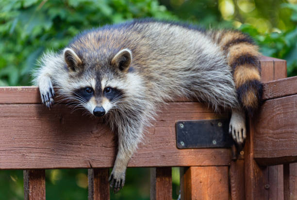 Raccoon reclining on a wooden deck railing. One young raccoon stretched out on the railing of a wooden deck against a green leafy background in summer. racoon stock pictures, royalty-free photos & images