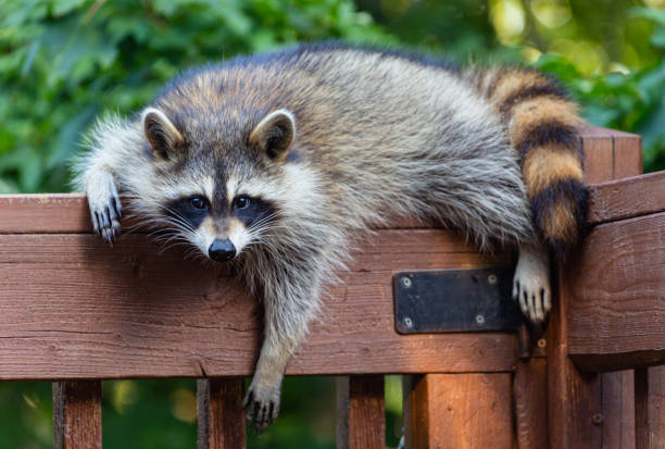 енот, лежащий на деревянной палубе перила. - raccoon стоковые фото и изображения