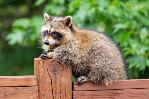 istock Side portrait of young raccoon on deck railing. 1272107733
