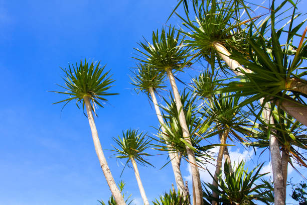 istock Beautiful natural tree in garden 1272107783
