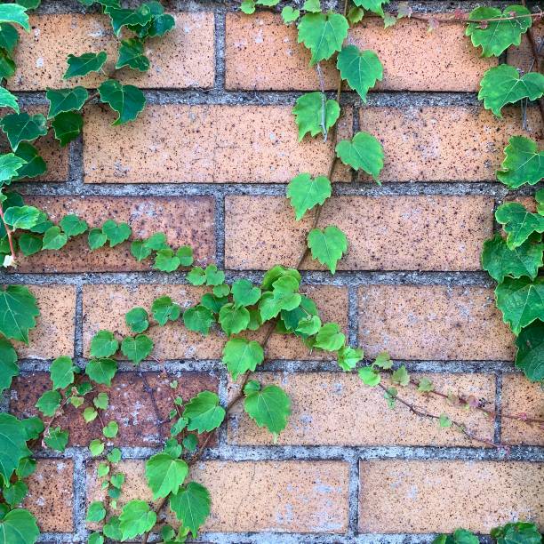 istock Vining Ivy Plant Growing on Brick Wall 1272108576