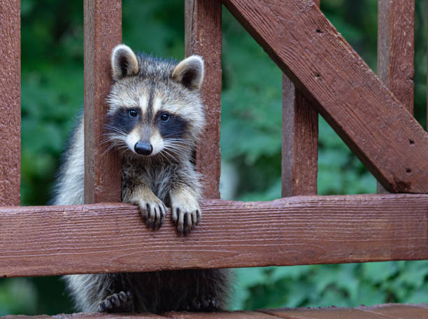 istock Raccoon peering through wooden deck railings. 1272108655