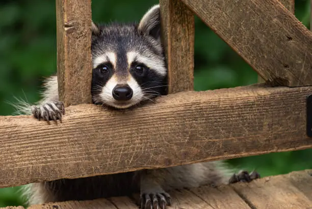 Little raccoon face and paws looking through wooden deck rails as raccoon climbs up  onto a deck in early evening.