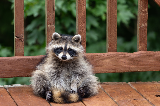 Cute little raccoon, sitting on a wooden deck, casually posing to have its picture taken.