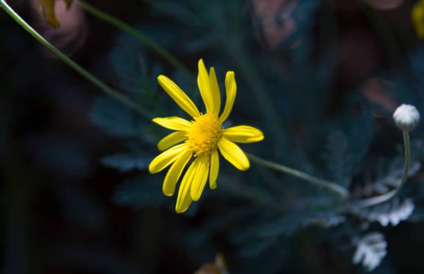 istock Beautiful yellow daisy blossom (euryops pectinatus) and buds. Nature backgrounds. 1272110235