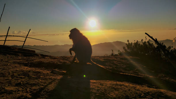 Monkey with sunrise Monkey with sunrise shutterstock images for free stock pictures, royalty-free photos & images