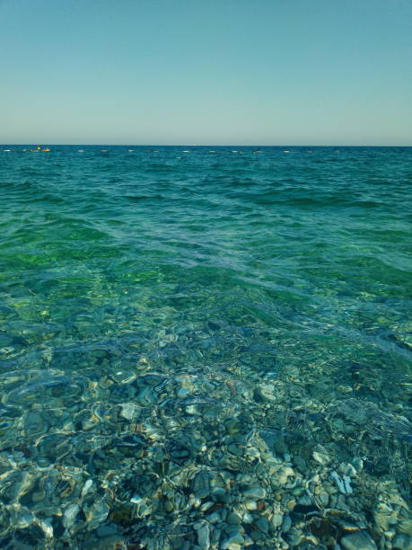 海 - green sea urchin 写真 ストックフォトと画像